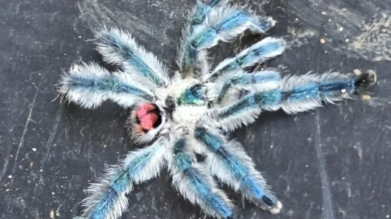 Aranha brasileira colorida, aranha joia, tarântula Typhochlaena, tráfico de animais