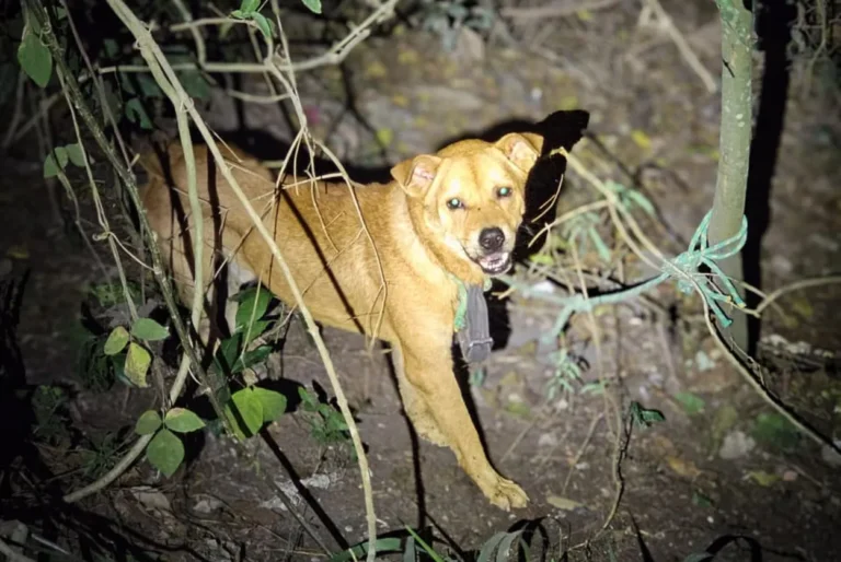Cachorro caramelo mestiço de chow chow sendo resgatado por equipe em matagal de Rio Claro