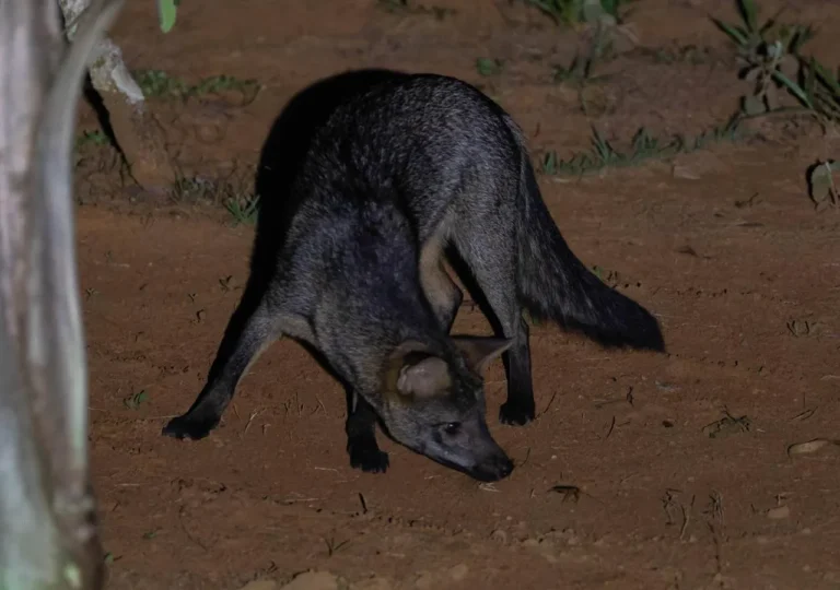 Cachorro-do-mato (Cerdocyon thous) esfregando-se em um grilo ou lambendo uma barata, em um comportamento de automedicação em Franca, SP.