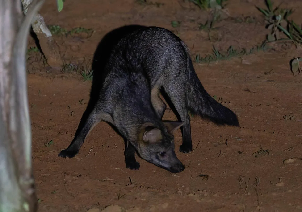 Cachorro-do-mato (Cerdocyon thous) esfregando-se em um grilo ou lambendo uma barata, em um comportamento de automedicação em Franca, SP.