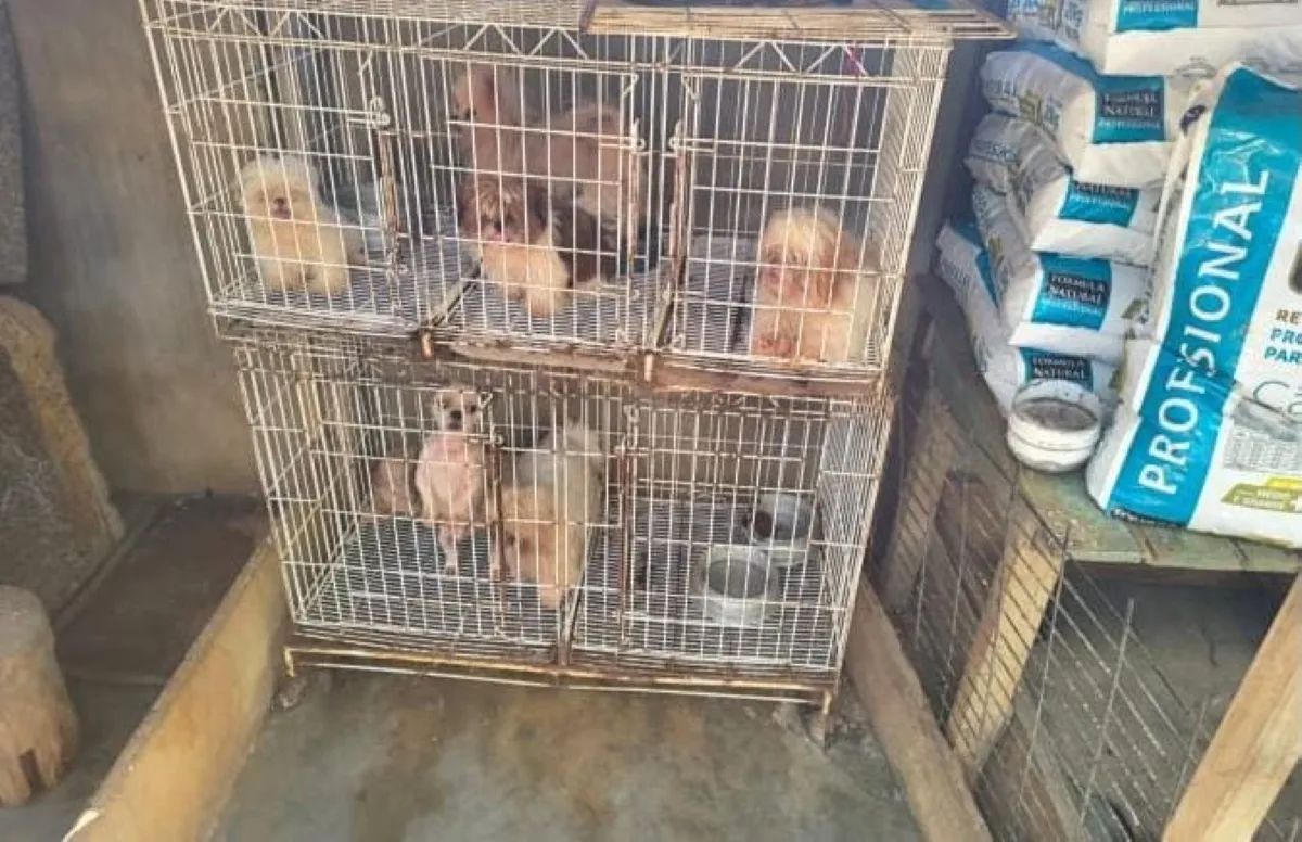 Grupo de cães de raça resgatados, incluindo Golden Retriever e Shih Tzu, em ambiente limpo e seguro