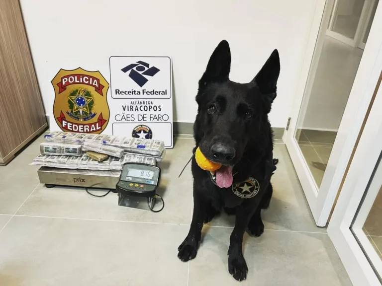 Cão farejador da Receita Federal trabalhando em Viracopos