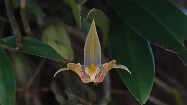 Abelha das orquídeas coletando perfume em flor de Gongora histrionica