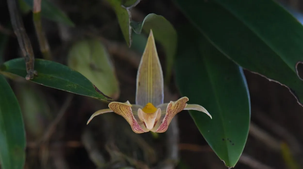 Abelha das orquídeas coletando perfume em flor de Gongora histrionica