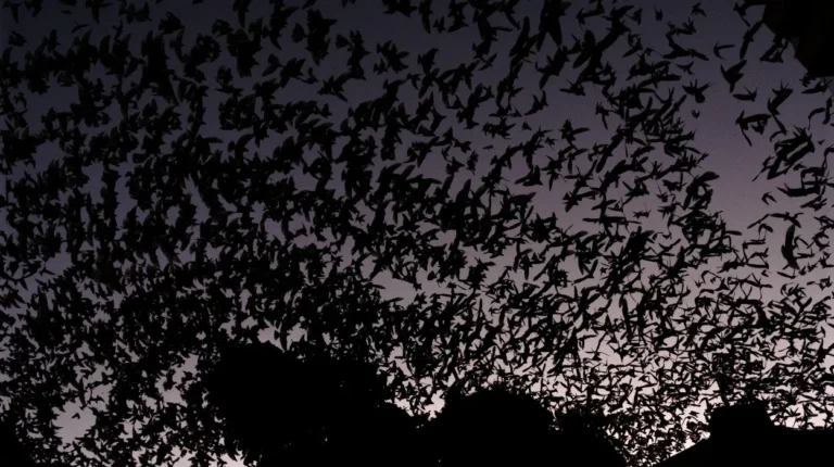 Andorinhas em arte sobre a Catedral Santo Antônio em Chapecó, fotografia de Matheus Schmitz mostrando trilhas de voo.