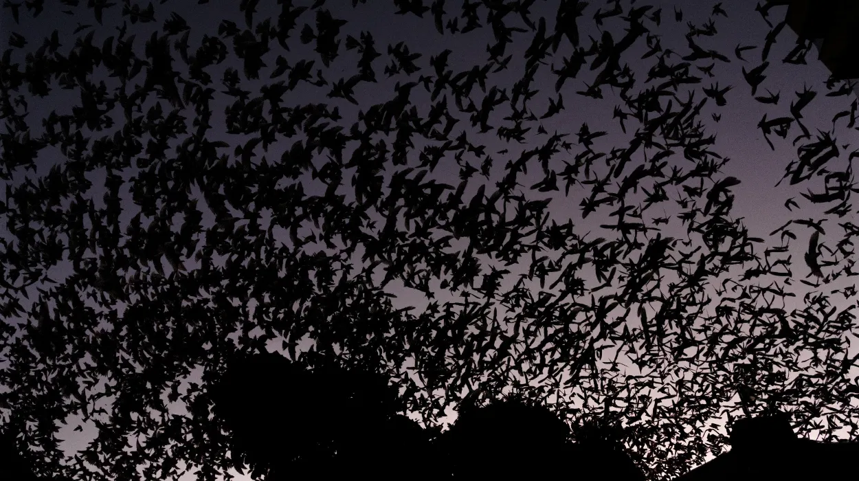 Andorinhas em arte sobre a Catedral Santo Antônio em Chapecó, fotografia de Matheus Schmitz mostrando trilhas de voo.