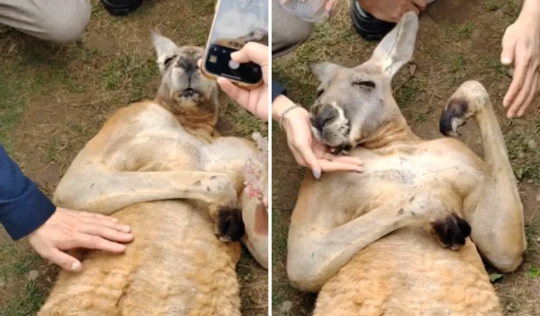 Canguru deitado recebendo carinho de pessoas