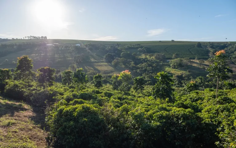 Café regenerativo, plantação sustentável, futuro do café, solo saudável