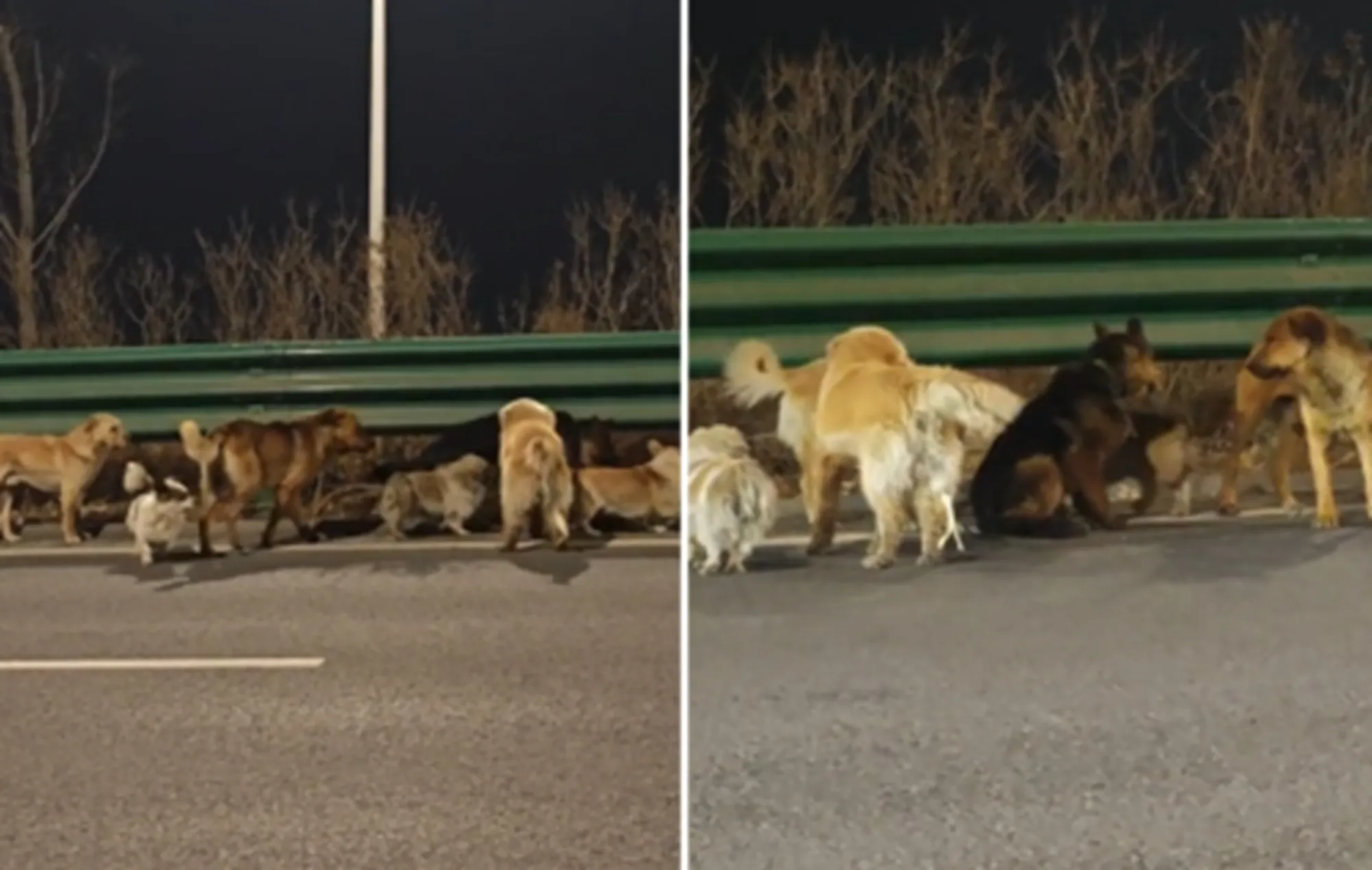 Grupo de sete cachorros em rodovia chinesa à noite