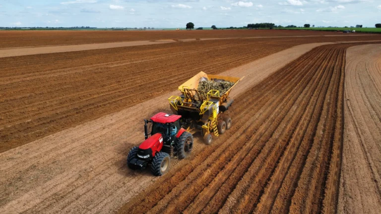 Trator e colheitadeira em campo de trigo, máquinas agrícolas trabalhando