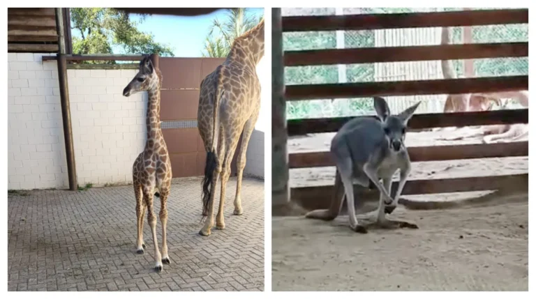 Filhote de girafa em pé ao lado da mãe no zoológico de Cotia