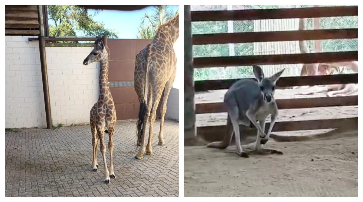 Filhote de girafa em pé ao lado da mãe no zoológico de Cotia