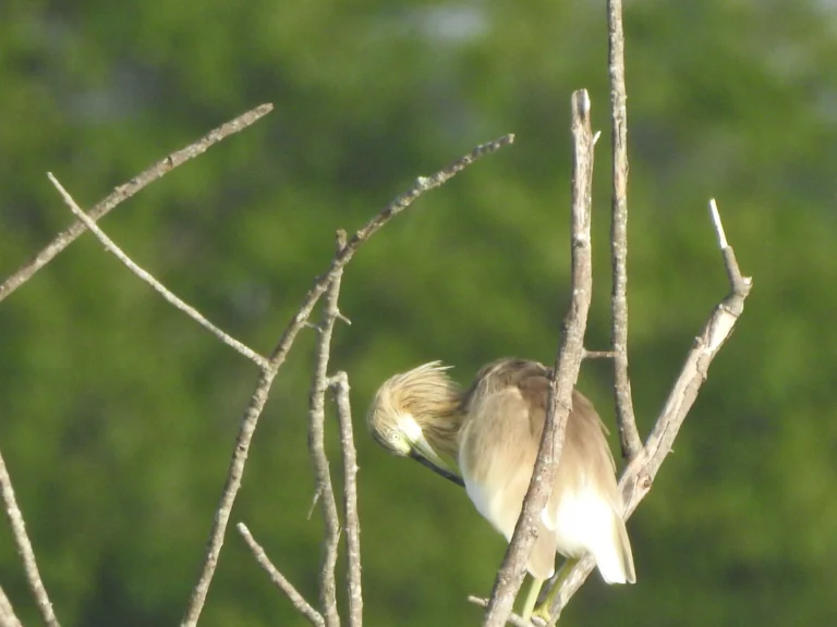 Garça-caranguejeira rara avistada em açude na Bahia
