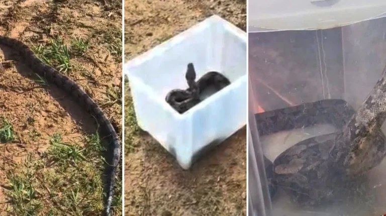 Jiboia resgatada por Defesa Civil em trilha de parque