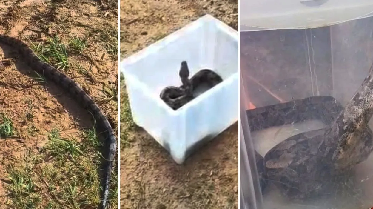 Jiboia resgatada por Defesa Civil em trilha de parque