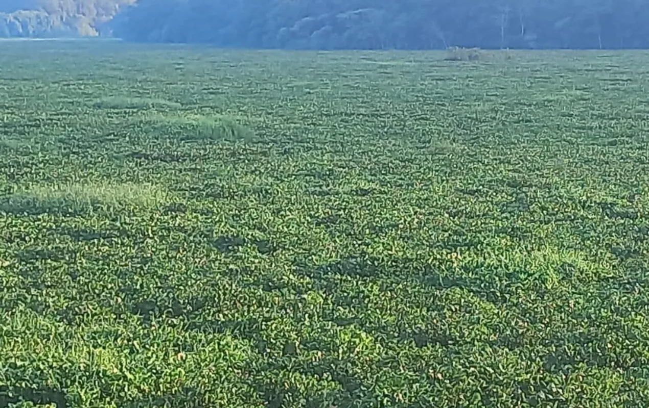 Mergulhador Ivan Ferreira de Araújo, Rio Tietê, acidente, manutenção, aguapés, Barra Bonita
