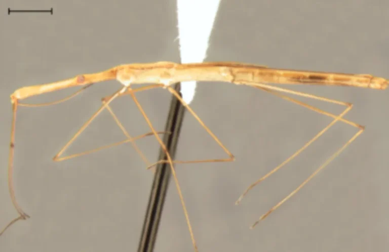 Foto de close-up do Hydrometra perobas, inseto marrom de pernas finas andando sobre a água, em seu habitat natural na Mata Atlântica paranaense.
