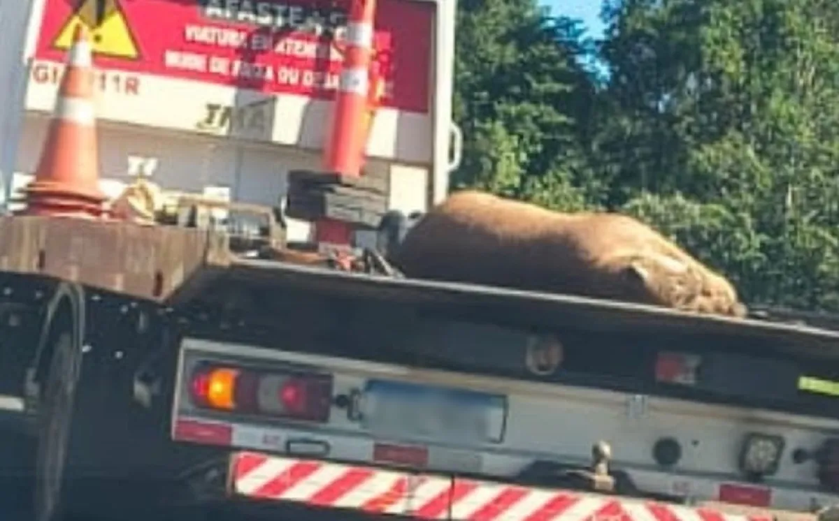 Onça-parda atropelada, Rodovia Castello Branco, Bofete, animal silvestre morto