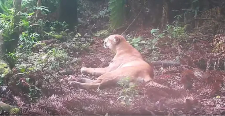 Onça-parda selvagem em Nova Friburgo marcando território