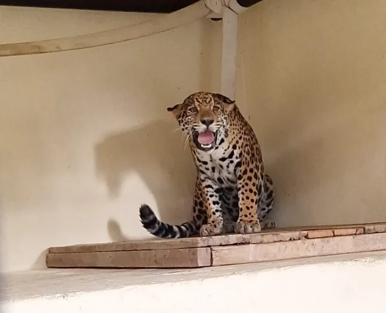 Onça-pintada Maya saudável no Zoo de BH