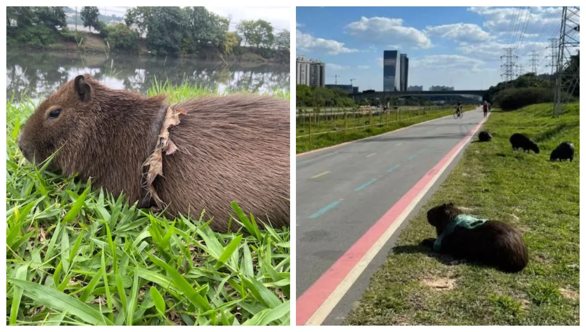 Capivara sofrendo com lixo no Rio Pinheiros em São Paulo