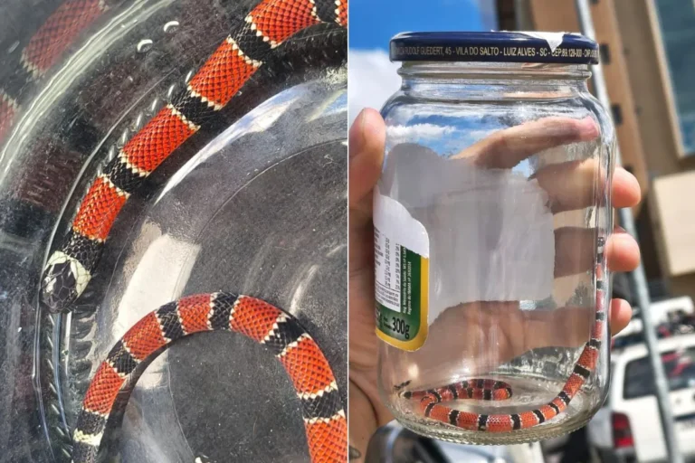 coral-verdadeira em habitat, picada de coral