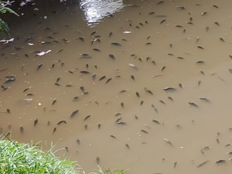 Peixes mortos no Rio Paraíba do Sul, Barra Mansa, devido à falta de oxigênio