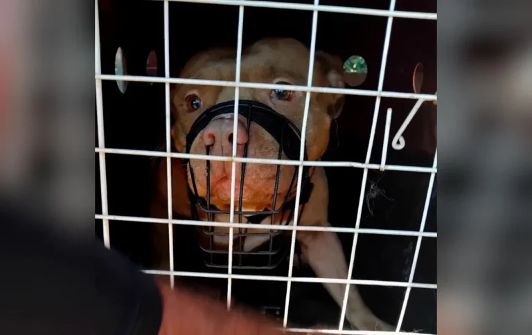 Pitbull apreendido pela polícia em Guareí, cão agressivo sob custódia.