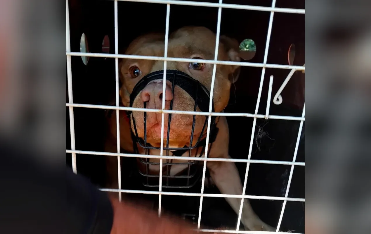 Pitbull apreendido pela polícia em Guareí, cão agressivo sob custódia.