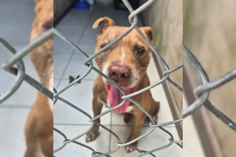 Pitbull idoso dócil sendo resgatado pela polícia em Pirapozinho, recebendo carinho e atenção após abandono.