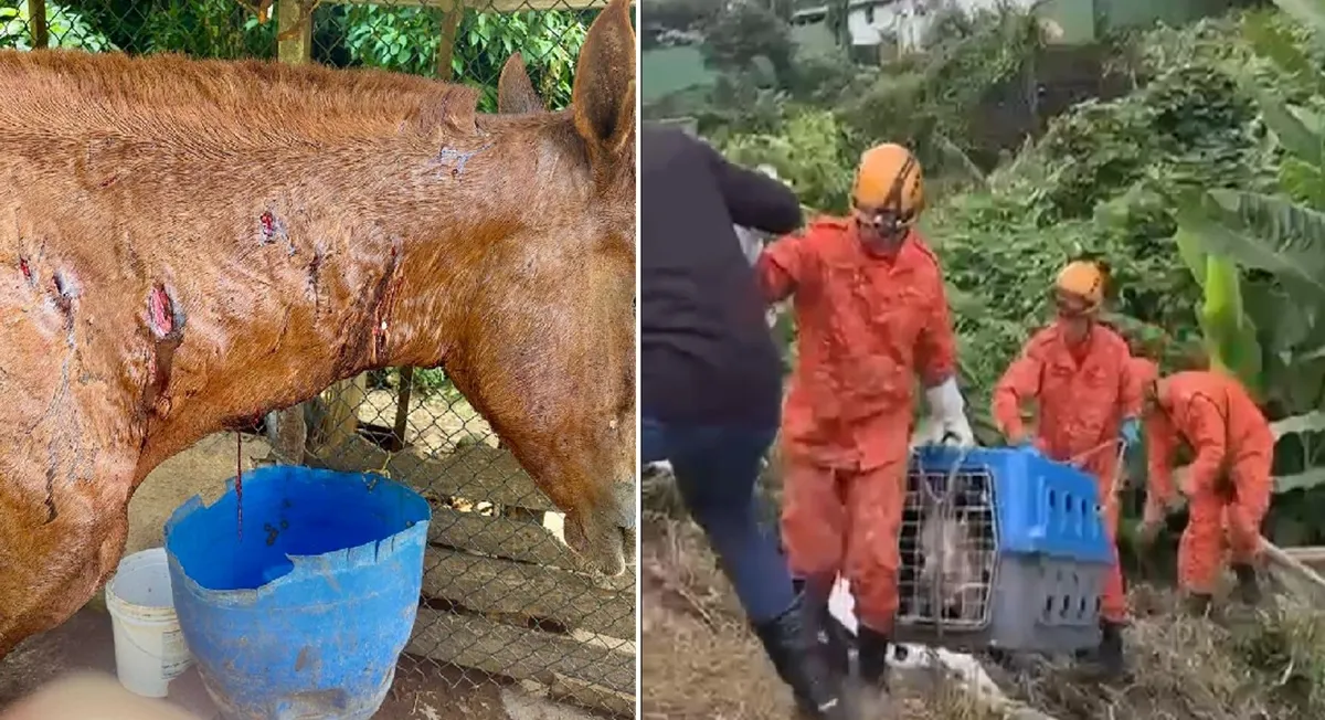Pitbulls resgatados e cavalo ferido após ataque em Petrópolis