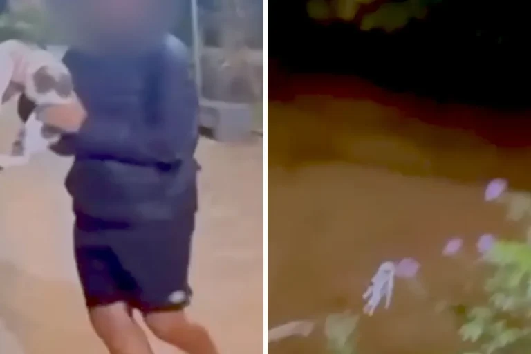 Adolescente arremessa gato em São Luiz do Paraitinga