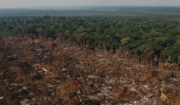 Desmatamento na Amazônia para produção de carne bovina