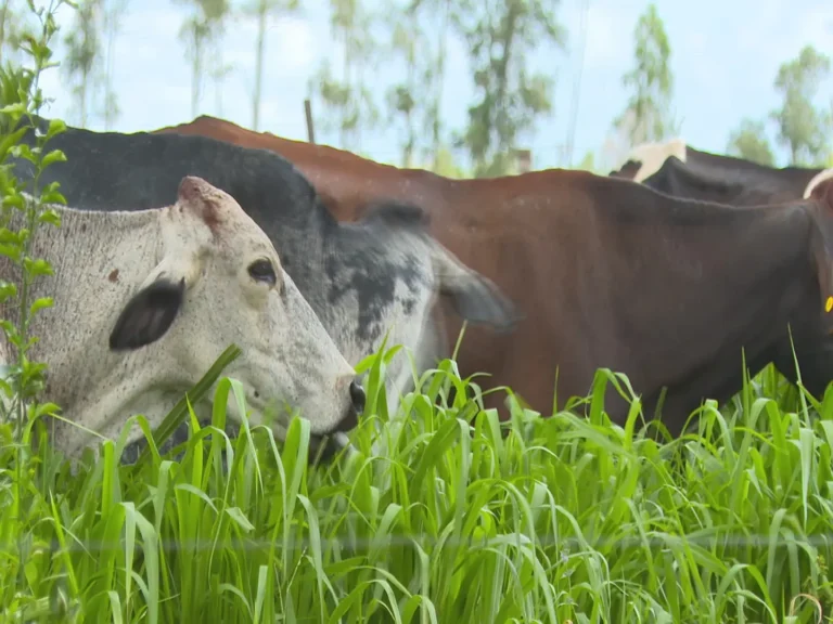 Produtor de leite Alex Menezes em seu piquete irrigado com vacas Girolando em Sandovalina, SP, enfrentando desafios econômicos.