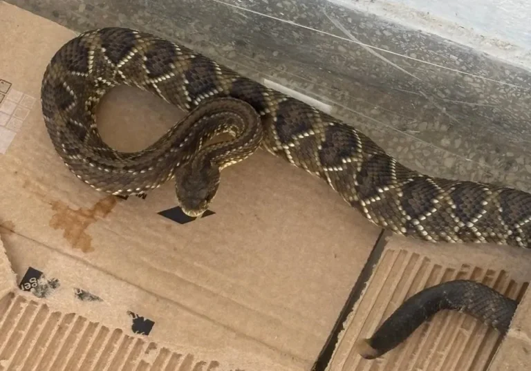 Bombeiro resgata cobra cascavel com equipamento de proteção em Valença