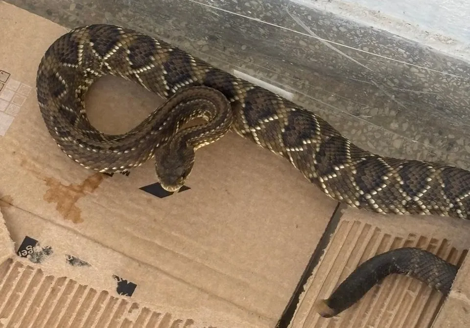 Bombeiro resgata cobra cascavel com equipamento de proteção em Valença
