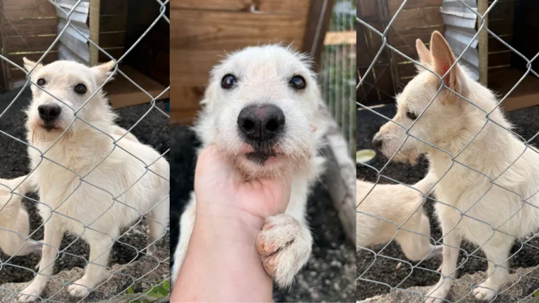 Pumba cachorro resgatado de deslizamento em Juiz de Fora brincando com filhote