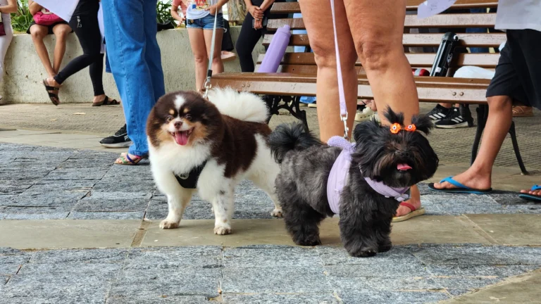 Mãos de um casal fazendo carinho em um cachorro, simbolizando guarda compartilhada de pets e as novas leis de divórcio.