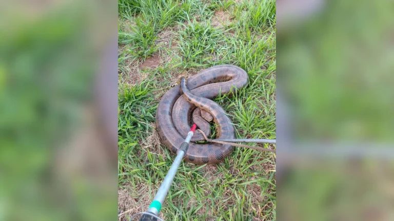 Sucuri resgatada por bombeiros em Uberlândia