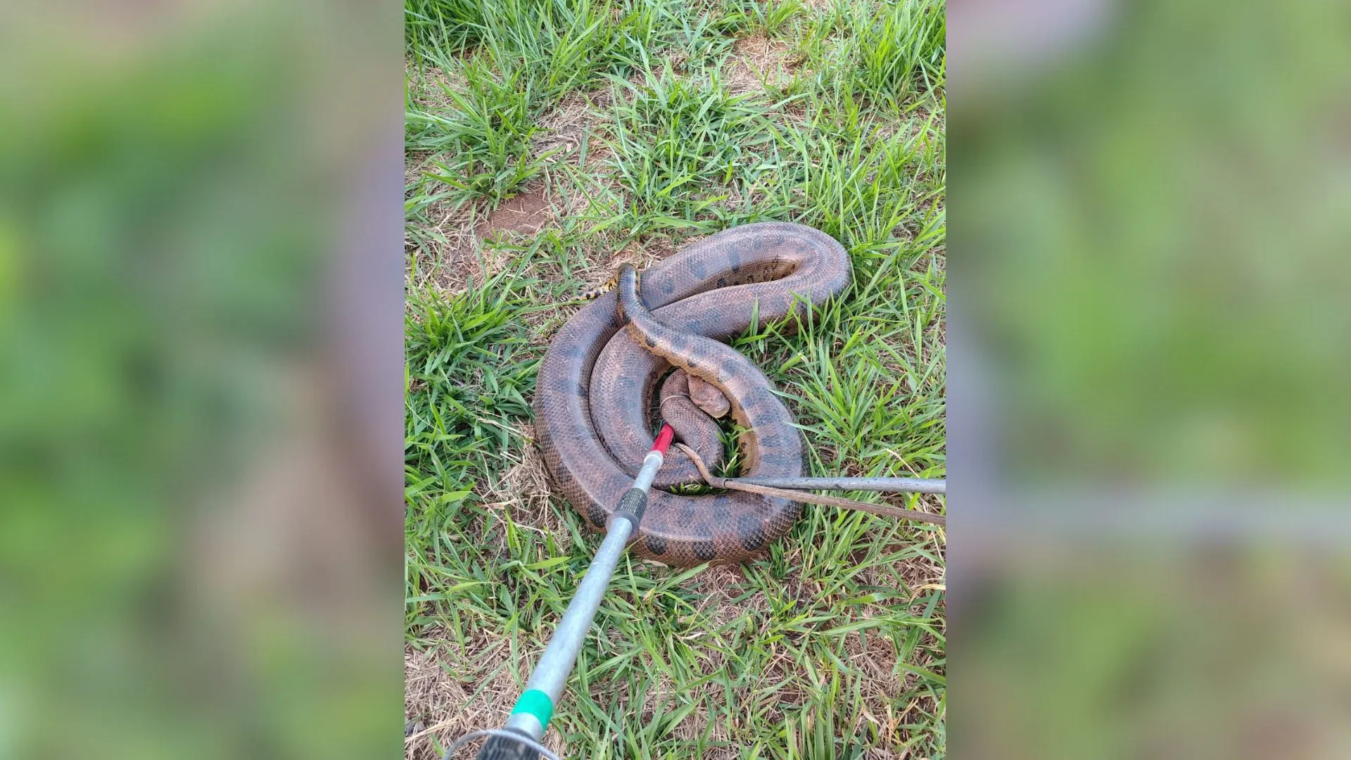 Sucuri resgatada por bombeiros em Uberlândia