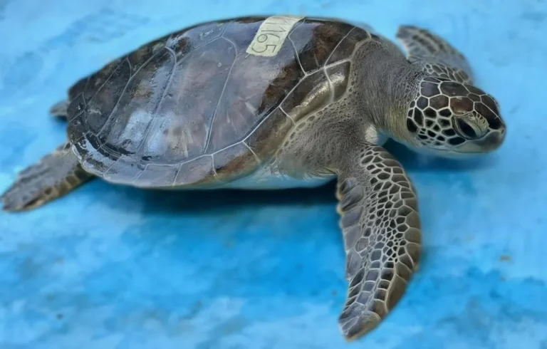 Tartaruga marinha verde sendo solta em Angra dos Reis por ambientalistas