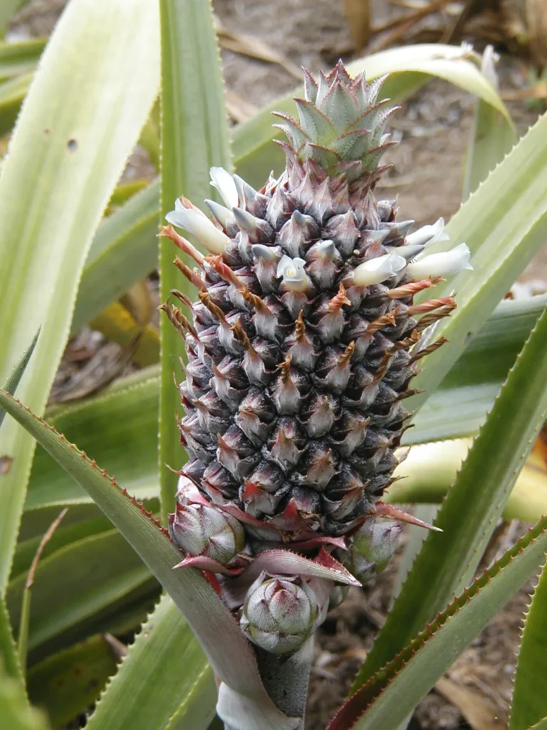 Abacaxi maduro, infrutescência, coroa do abacaxi, estrutura da fruta