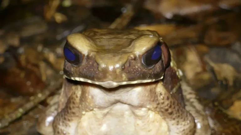 Sapo-cururu amazônico (Rhaebo guttatus) em pesquisa de veneno contra superbactérias