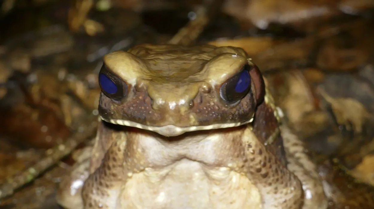 Sapo-cururu amazônico (Rhaebo guttatus) em pesquisa de veneno contra superbactérias