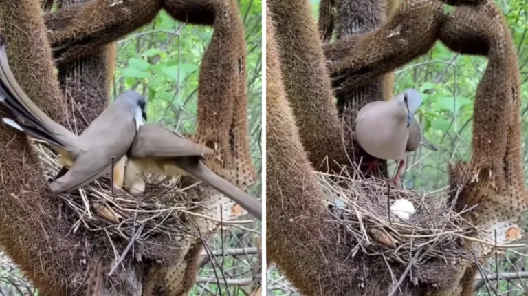 Juriti-pupu defendendo ninho de papa-lagarta, confronto de aves.