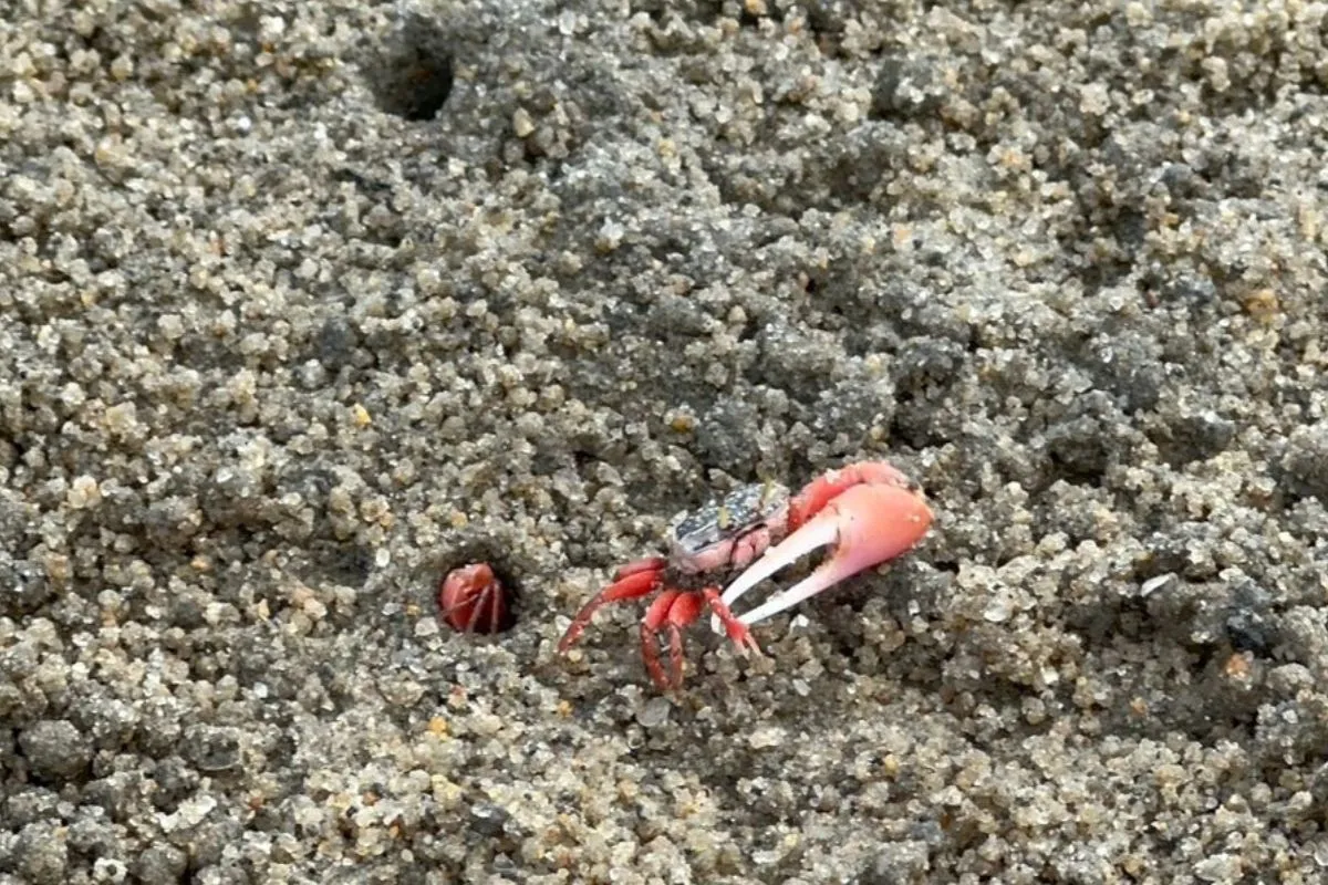 Caranguejos chama-maré em grande quantidade cobrindo a areia da Praia do Camaroeiro, Caraguatatuba, SP.