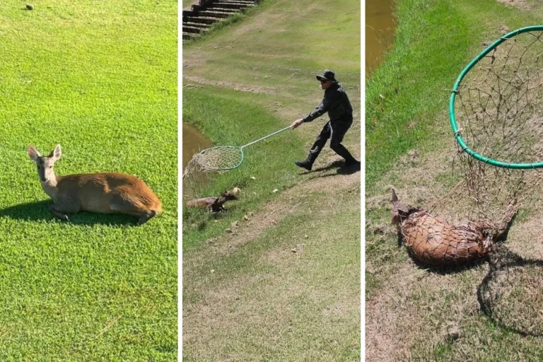 Cervo ferido sendo resgatado pela Polícia Ambiental em Valinhos