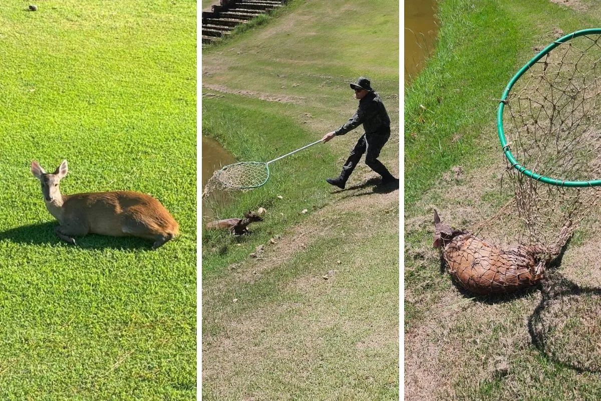 Cervo ferido sendo resgatado pela Polícia Ambiental em Valinhos
