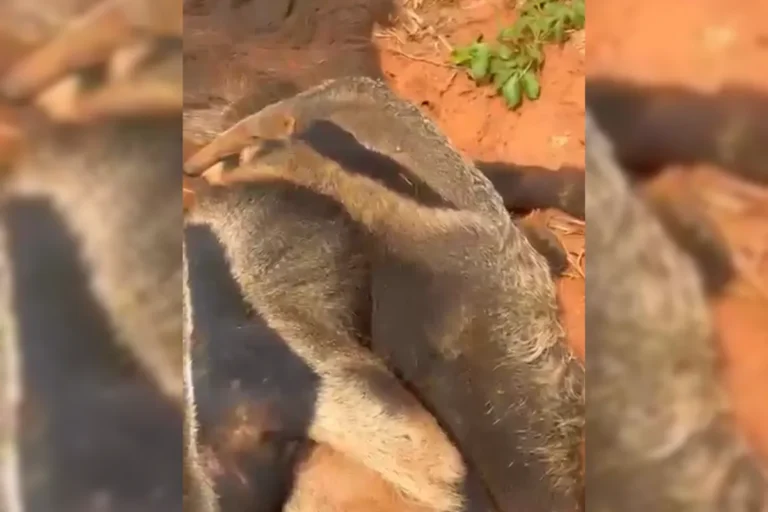 Filhote de tamanduá-bandeira sendo resgatado por policiais ambientais em Narandiba