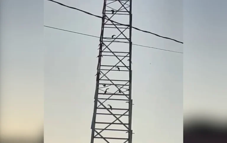 Tucanos em torre de transmissão em Cerquilho